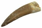 Fossil Plesiosaur (Zarafasaura) Tooth - Morocco #298328-1